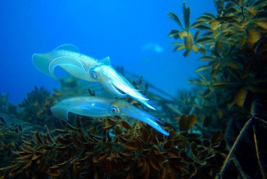 産卵床近くのアオリイカ