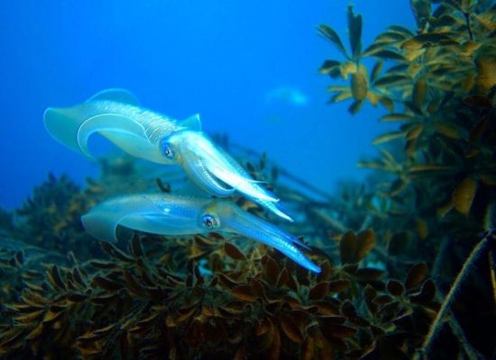 産卵床近くのアオリイカ