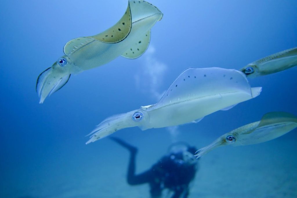 大きなアオリイカ