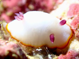 シラヒメウミウシ