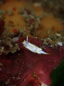 コトヒメウミウシ