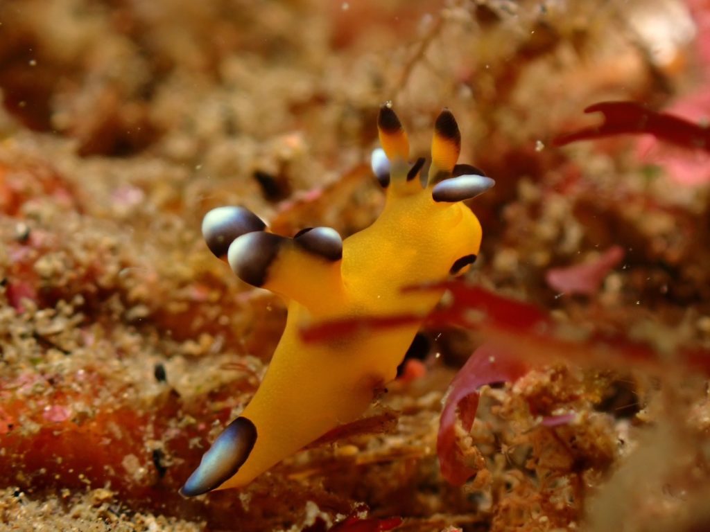 ウデフリツノザヤウミウシ