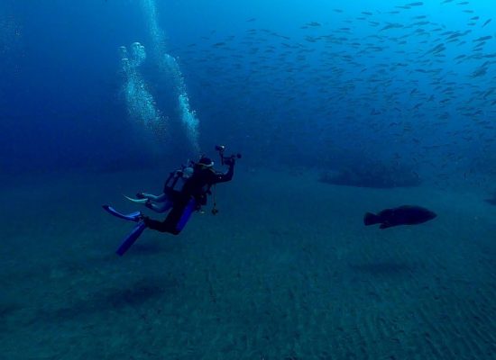 ショウサイフグの群れ
