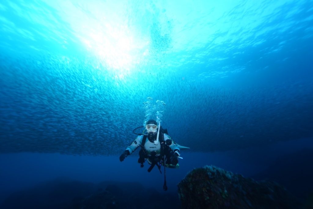 サーディンラン