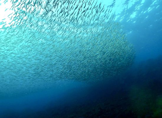 サーディンラン