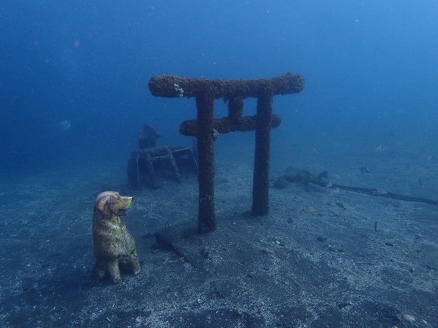 ダイバーの聖地・大瀬崎ツアー！透明度抜群の冬の海へ🌊✨ - 伊豆高原