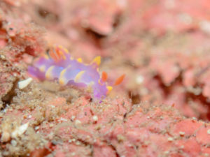 ゲスト様から提供：ミアミラウミウシ