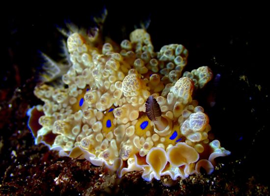 みなさん、はじめまして！
最近、リトルリッツから渋谷店に異動してきたあおいです！

ブログに文章を載せるのは初めてなのではじめましての挨拶をさせて頂きました…！

先日渋谷店の城ヶ島ツアーに帯同させて頂きましたのでこの場をお借りして少しだけ感想を…！

これまでは東伊豆を中心に潜っていたわたしにとっては初めての城ヶ島でしたが、凄く新鮮な場所でした！

1本目のボートダイビングではへいぶ根へ！
2本目は梶の浜ビーチへエントリー！

2本目は見たいなあと思っていたシロハナガサウミウシが観れて凄く嬉しかったです！
しかもめちゃくちゃ沢山いました！
岩の穴という穴からコケギンポも顔を出していて、宝探し感があってワクワクな1本でした！

ダイビング後は皆で、海鮮メインのご飯屋さんにいってご飯を食べました！
これが本当に美味しかった……
その場その場で美味しいご飯屋さんを探すのもツアーの醍醐味かもしれませんね~！

ということで今日はこの辺りで！

これから皆さんと一緒に色んな所へ行き、色んな場所でダイビングして美味しいご飯を食べれるのを楽しみにしてます~！