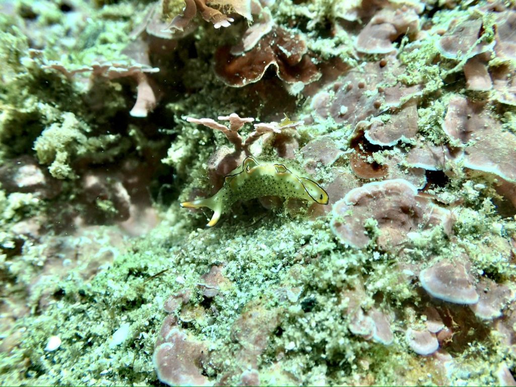 コノハミドリガイ