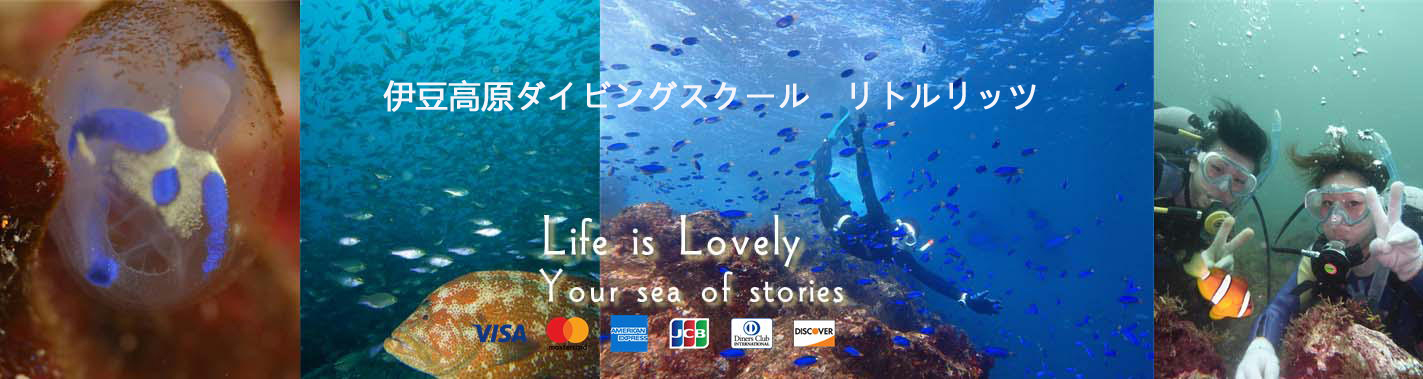 伊豆高原ダイビングスクール　リトルリッツ